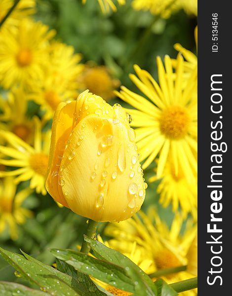 Yellow tulips with a few drops. Yellow tulips with a few drops.