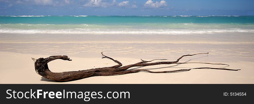 Exotic Beach And Driftwood