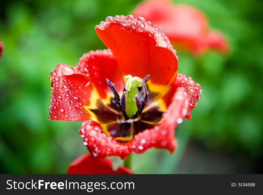 Macro Shot Of An Open Tulip With Drops