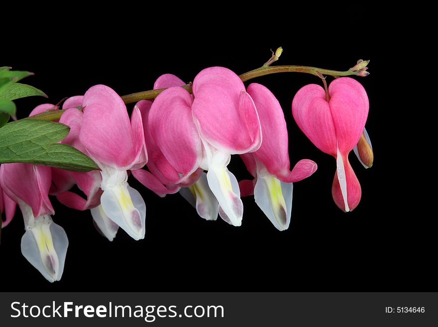 Bleeding heart on a black background. Bleeding heart on a black background.