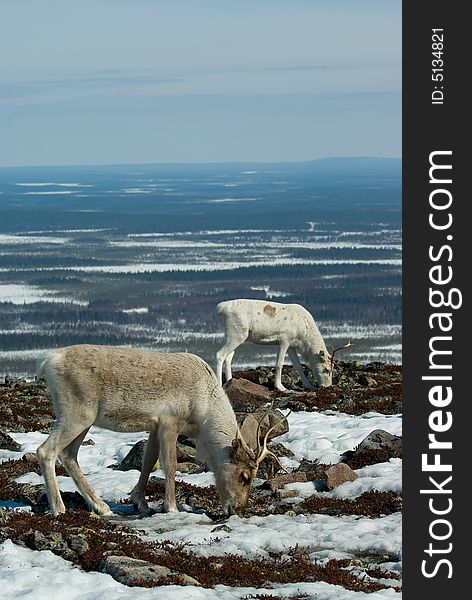 Reindeers In The Mountain