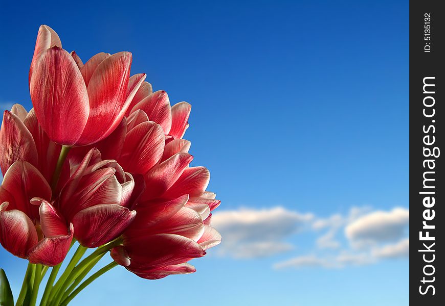 Red tulips against bright blue sky