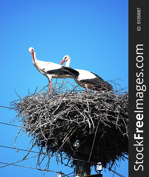 Beautiful stork family at the background of blue skies. Beautiful stork family at the background of blue skies