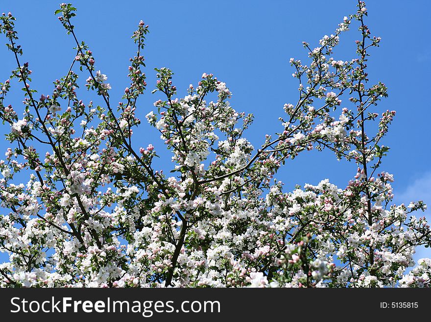 Photo of blooming apple-tree on background of blue sky