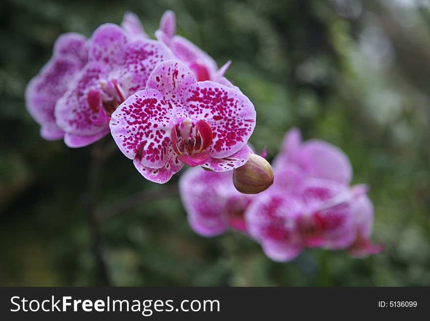 Pink orchid in botanic garden