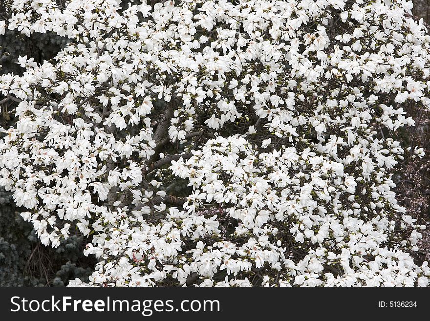 White blossoms of magnolia tree