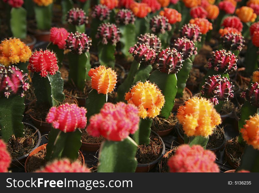 A lot of multi-coloured cactuses. A lot of multi-coloured cactuses