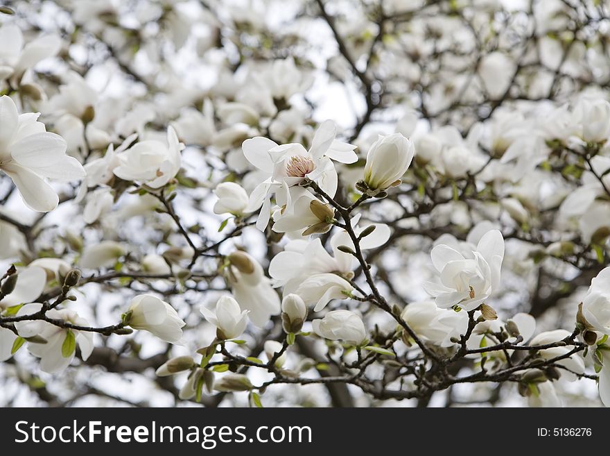 Blossoms of magnolia tree