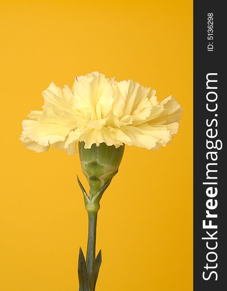 Carnation on the yellow background. Carnation on the yellow background