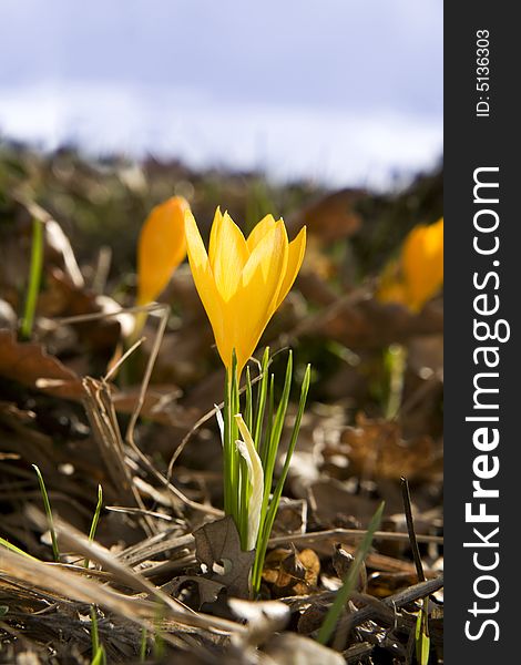 Small yellow crocus in the forest