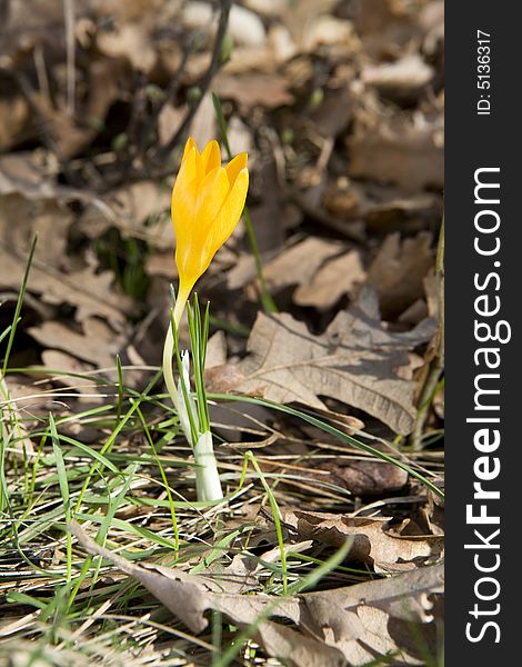 Small yellow crocus in the forest