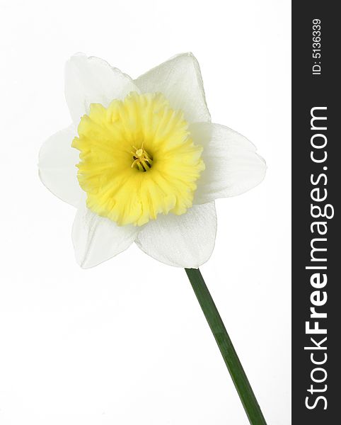 White daffodil