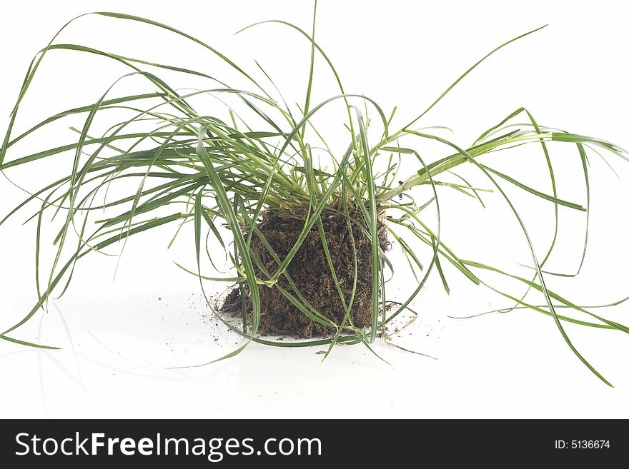 Green field isolated on white background