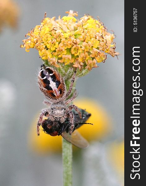 Garden spider hanging from yellow flower captures and eats a house fly. Garden spider hanging from yellow flower captures and eats a house fly