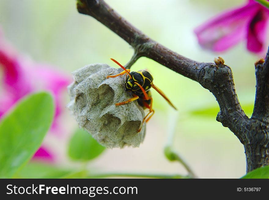 Hornet With Honeycomb