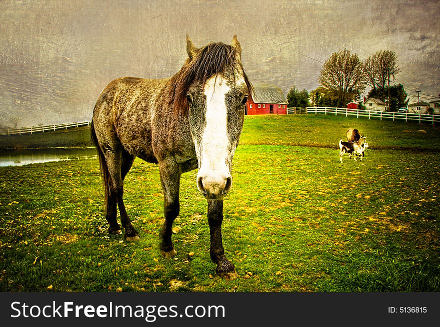 Fisheye Horse With Texture