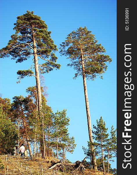 Beautiful pine tree on the background of blue sky. Beautiful pine tree on the background of blue sky