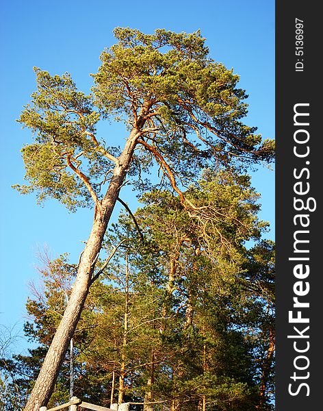 Beautiful pine tree on the background of blue sky. Beautiful pine tree on the background of blue sky