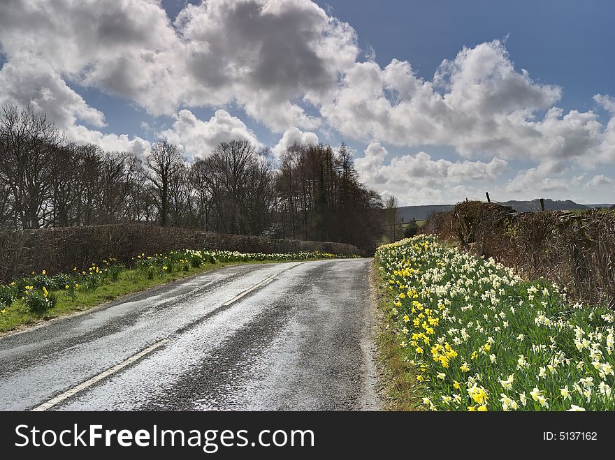 Backlit daffodils on road