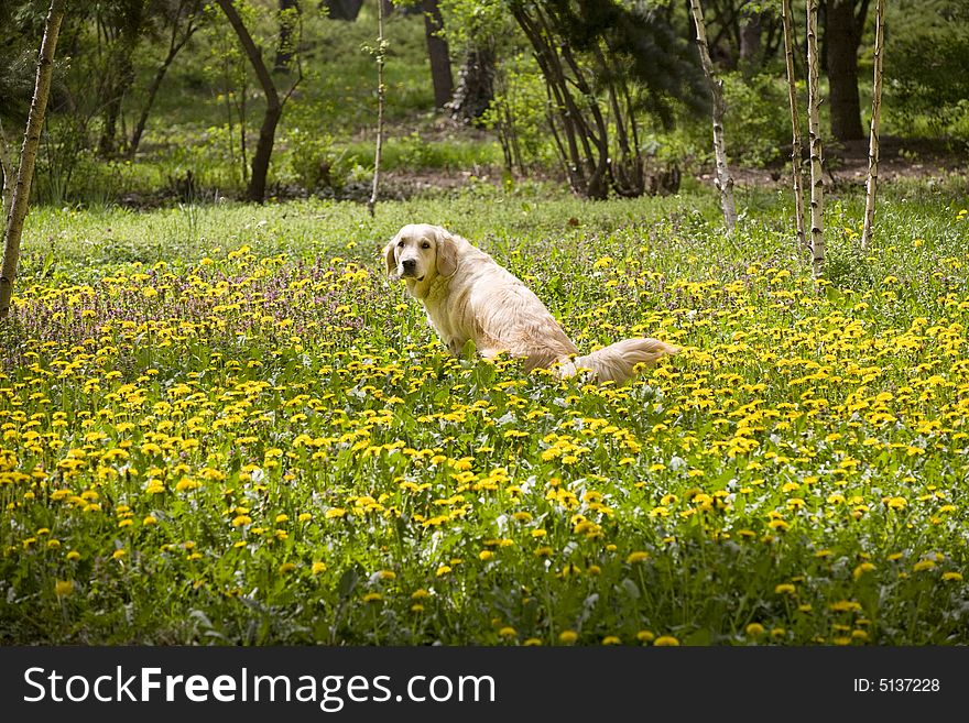 Golden retriever in the park