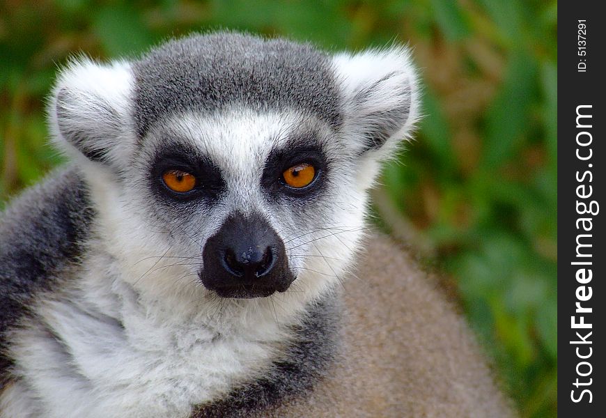 Lemur from Tenerife, Canarian isl.