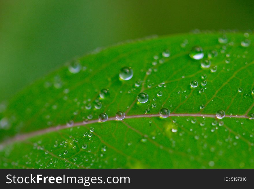 The dew falling on a leaf .looks very beautiful. The dew falling on a leaf .looks very beautiful