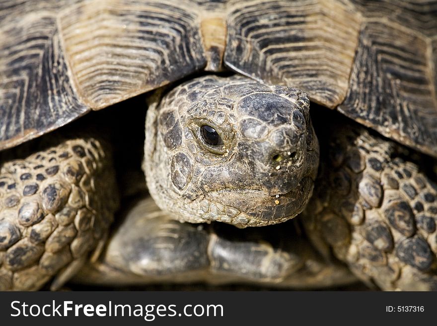 Close-up of spur-thighed tortoise