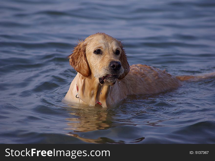 Curious dog swimming at the sea