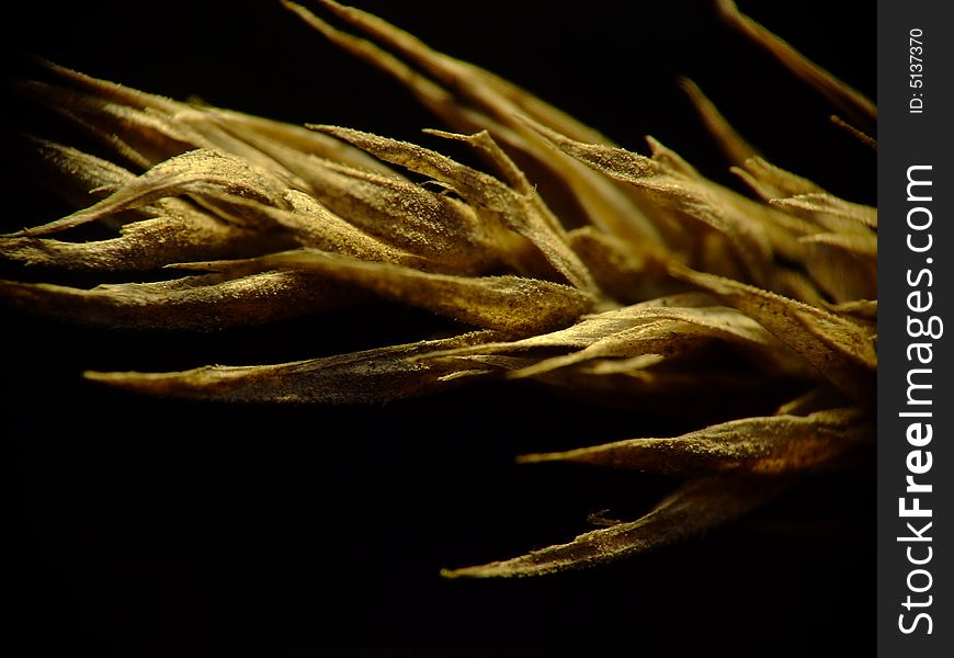 Dry ear of some weed