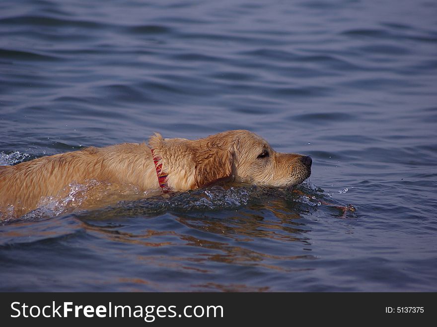 Cute dog swimming alone at the sea