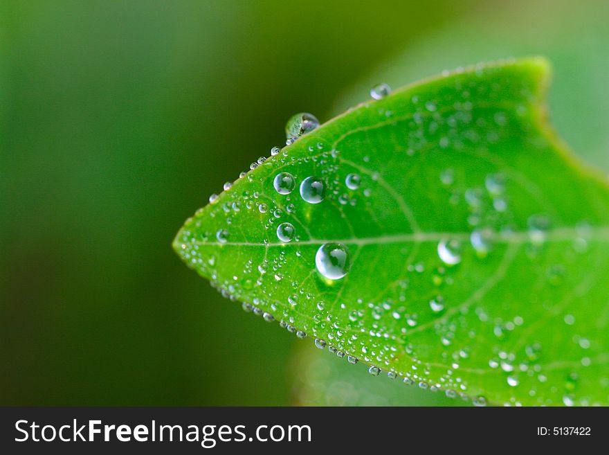 The dew falling on a leaf .looks very beautiful. The dew falling on a leaf .looks very beautiful