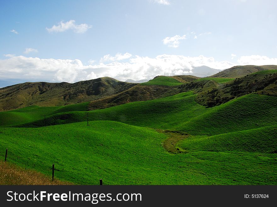 Pasture In The South Island, NZ