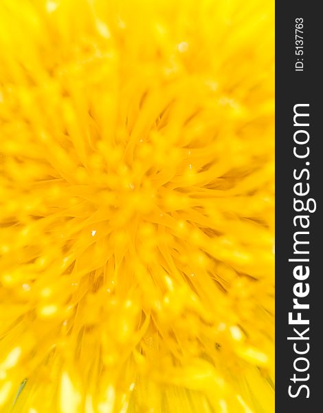 Close-up of a dandelion flower