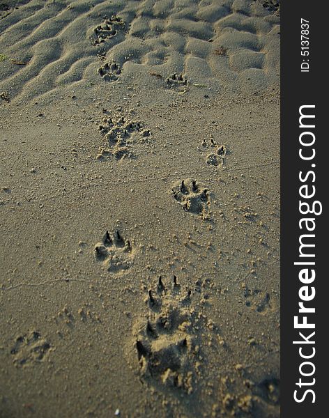 Dog tracks in soft sand