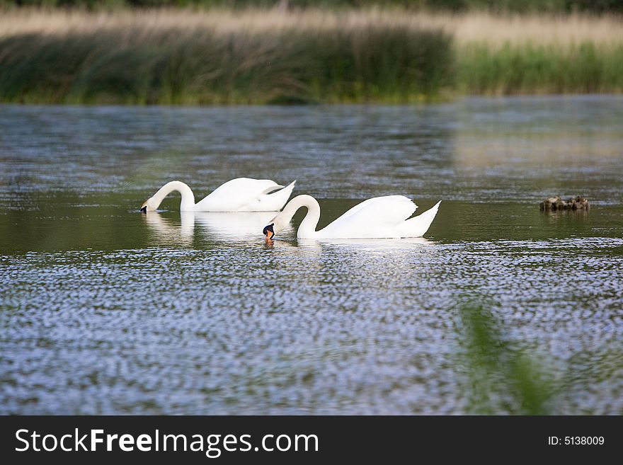 Two mute swans in the water. Two mute swans in the water