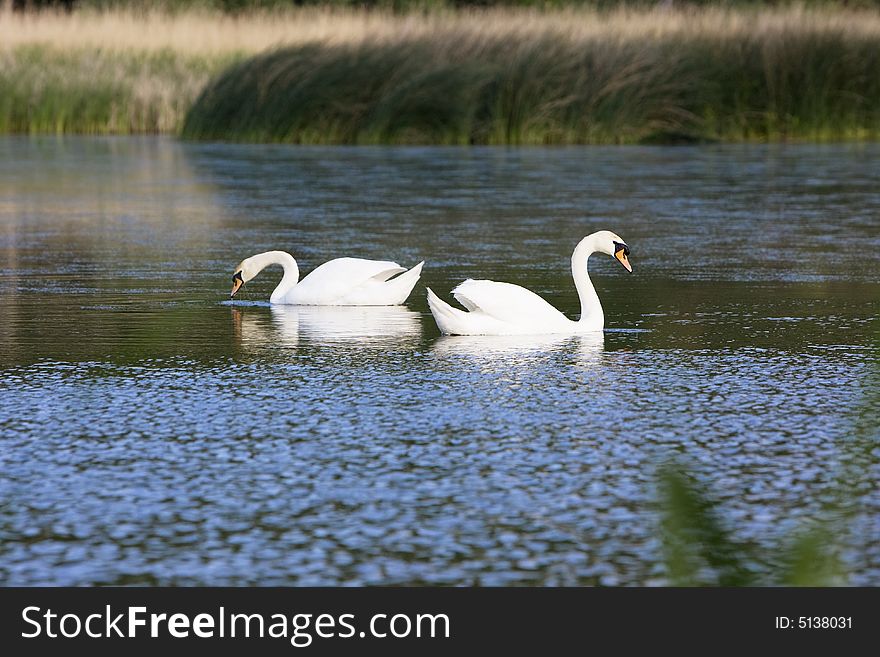 Two mute swans in the water. Two mute swans in the water