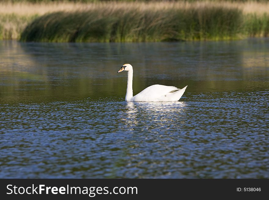 Mute swan in the water