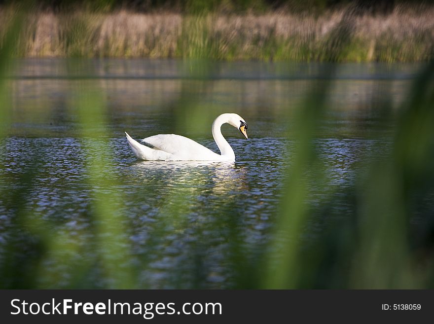 Mute swan in the water