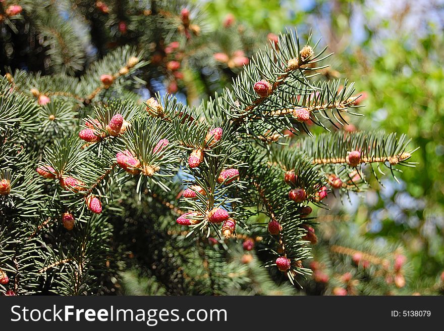 Flowering fir-tree on a background sky. Flowering fir-tree on a background sky