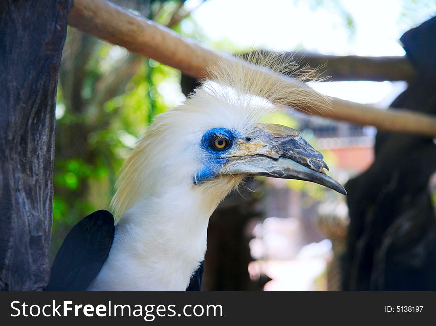 Big ecotical parrot in a jungle.