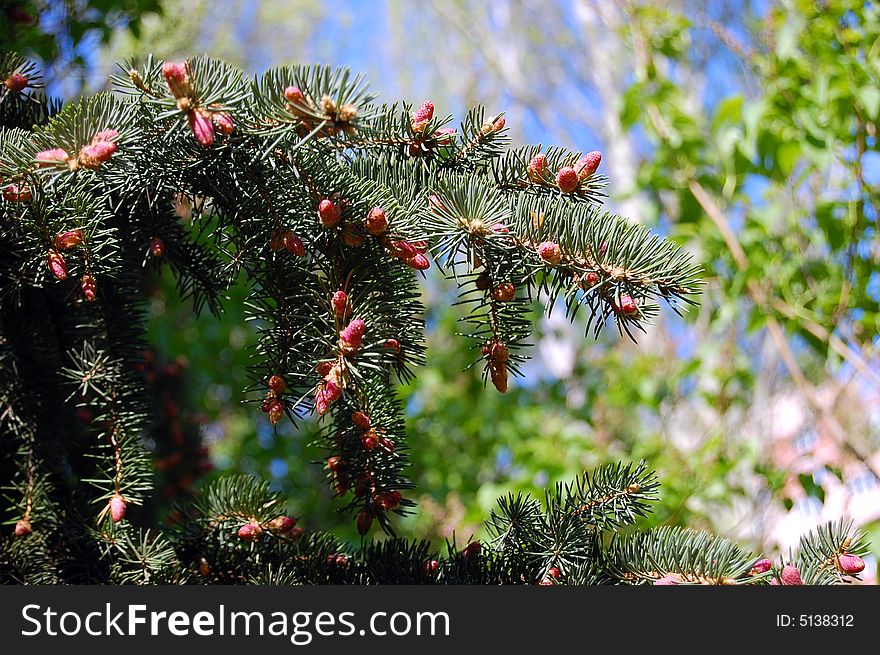 Spruce Branch With Flowers