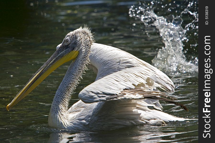 Pelican taking a wild refreshing