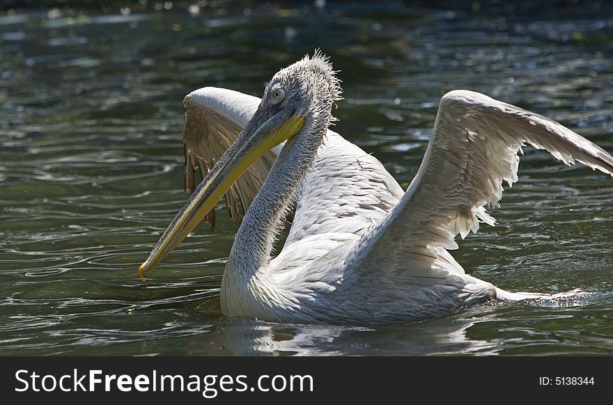 Pelican taking a wild refreshing