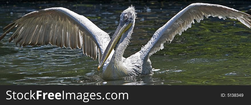 Pelican taking a wild refreshing