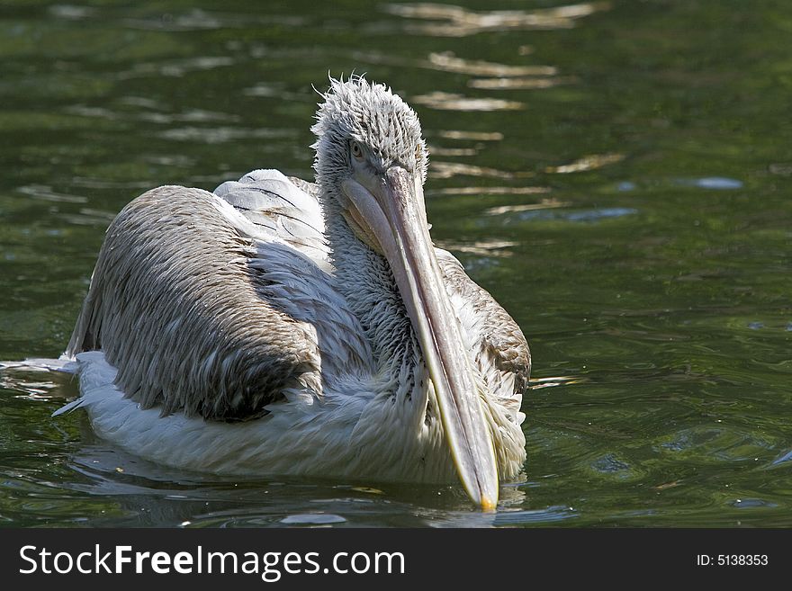 Pelican taking a wild refreshing