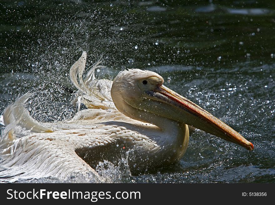 Pelican taking a wild refreshing