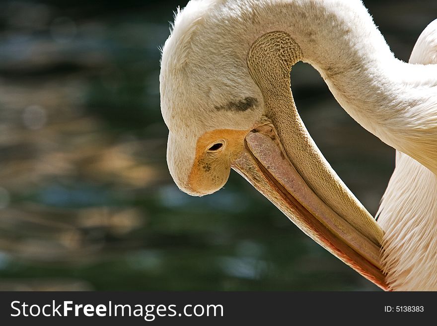 Pelican taking a wild refreshing