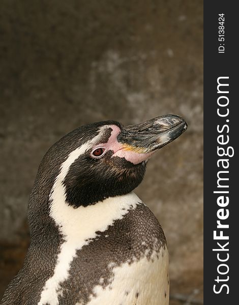 Portrait of a humboldt penguin. Portrait of a humboldt penguin