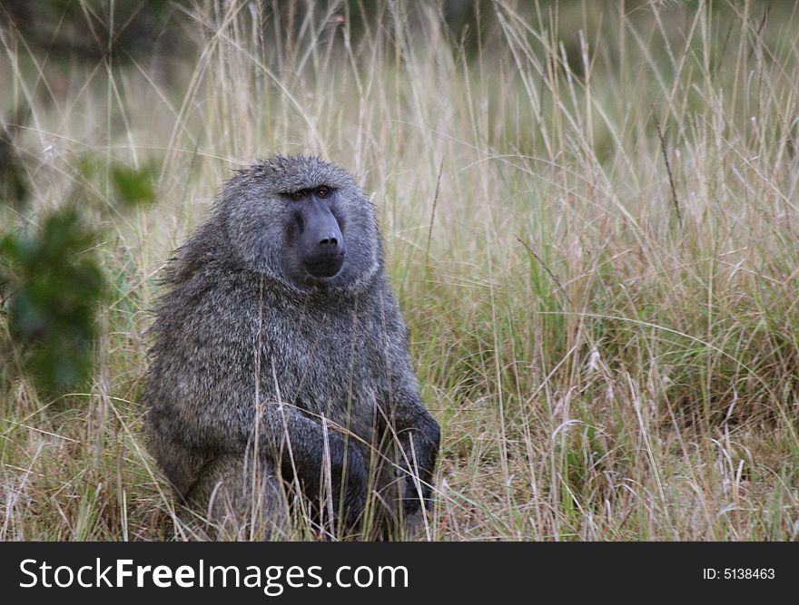 I took this picture of baboon on my trip to Kenya ,Masai Mara.
