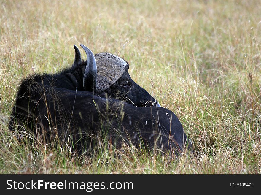 I took this photo on my trip to Kenya Masai Mara. I took this photo on my trip to Kenya Masai Mara.